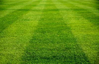 Healthy Lawn Maintenance