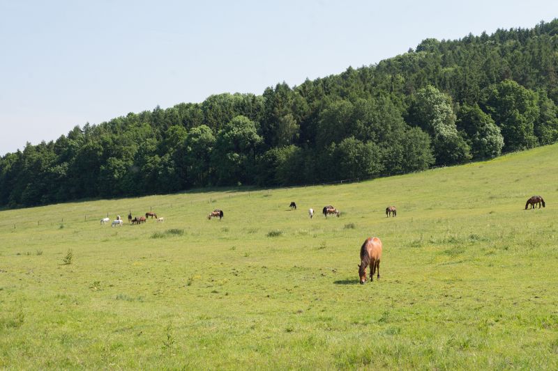 Pasture Mowing in Calvert County, MD