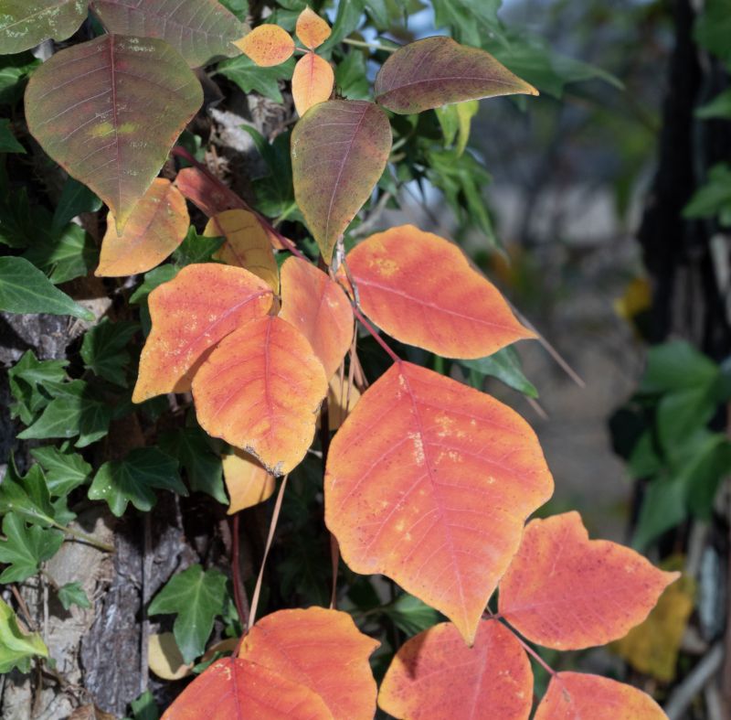 Poison Ivy Removal in Wilmington, DE
