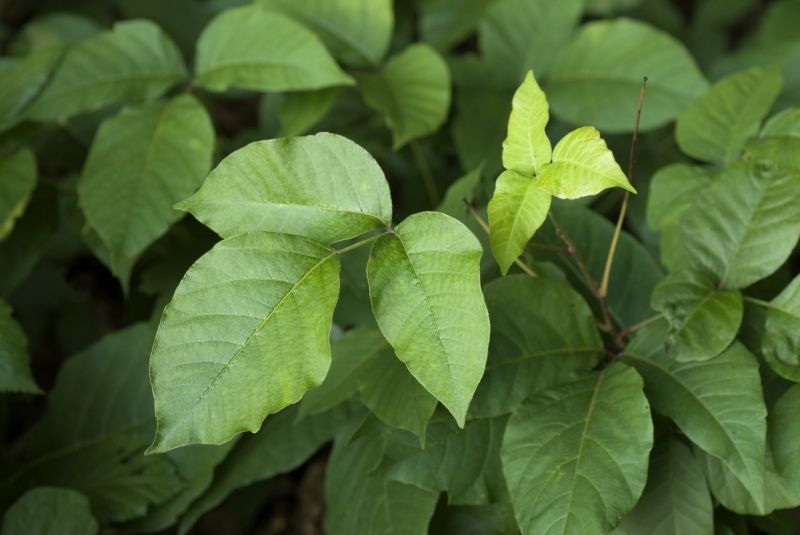 Poison Oak Removal in Burlington County, NJ