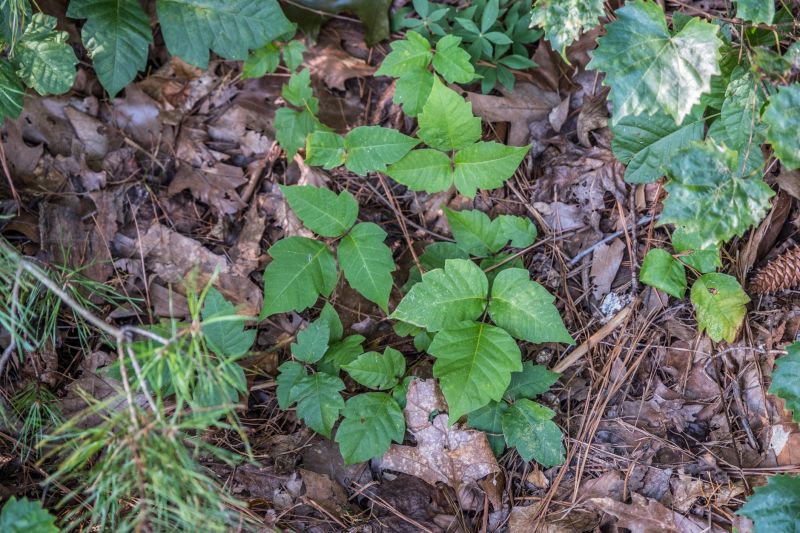Poison Ivy Removal in Montgomery County, PA