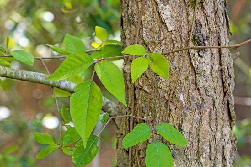 Poison Ivy Removal in Pottstown, PA